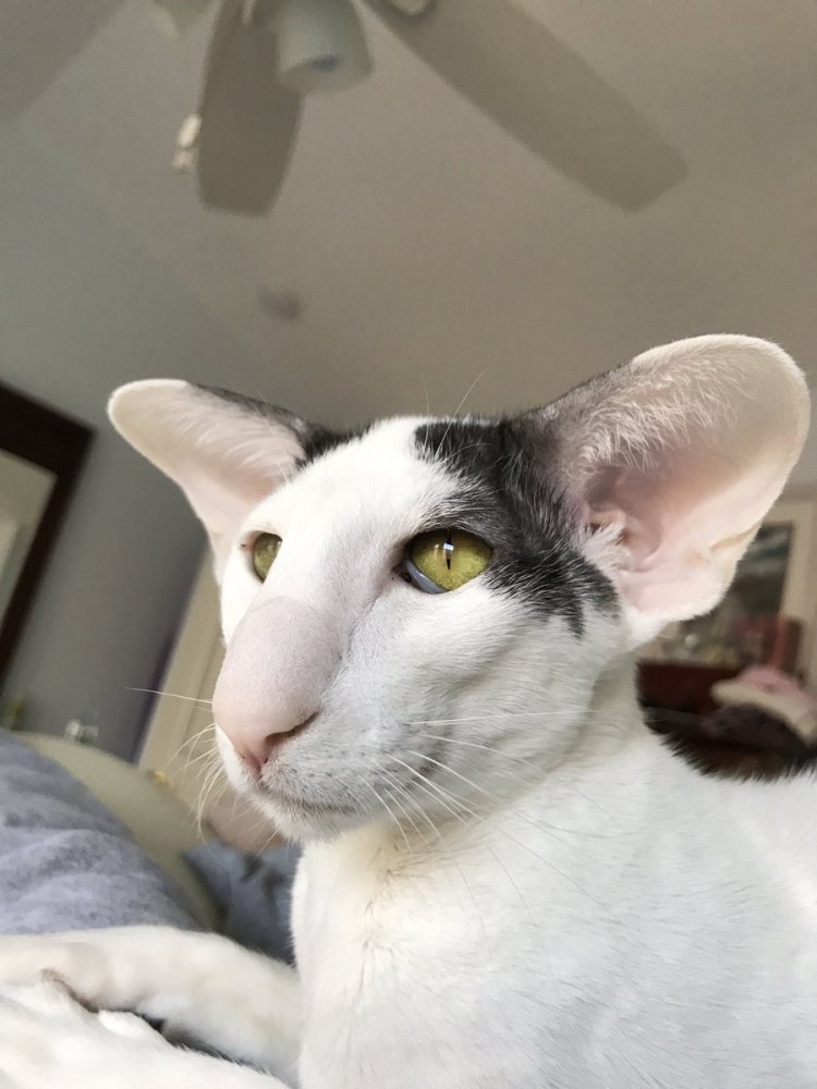 Ориентальные коты смешные