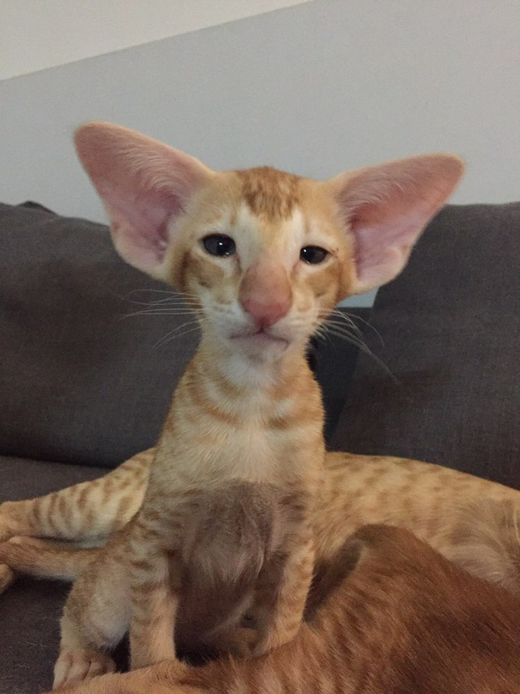 Коты ориенталы Гамарджоба