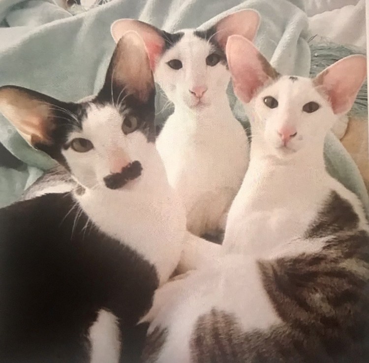 Кот грузин порода Ориентал