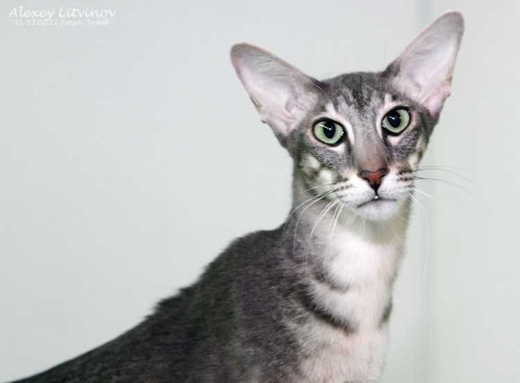 Порода Ориентал Добби