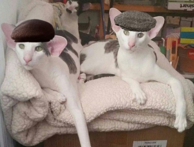 Ориентальная кошка страшная