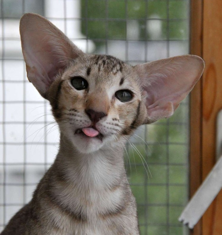 Коты ориенталы грузины