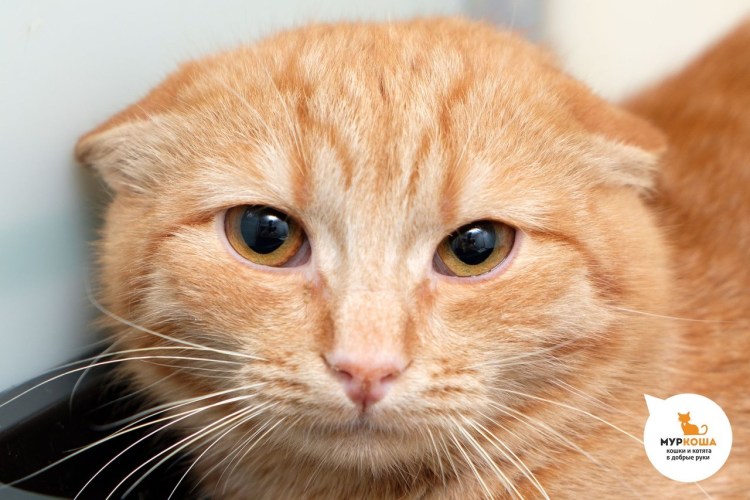 Европейский короткошерстный кот рыжий