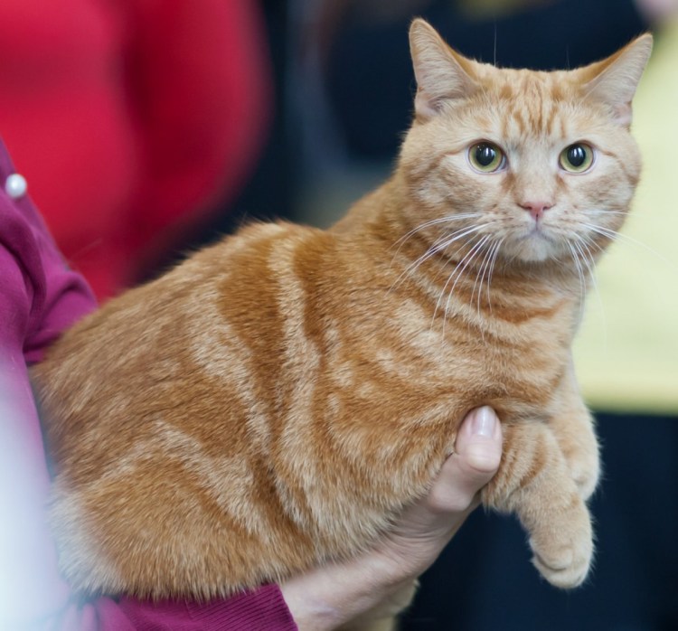 Рыжий лопоухий котёнок