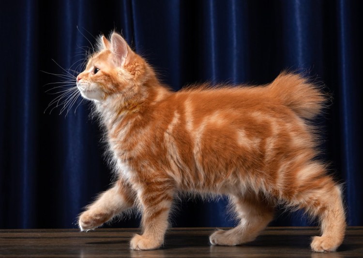 Европейский короткошерстный кот рыжий