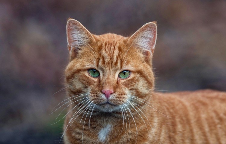 Европейская короткошерстная табби рыжий