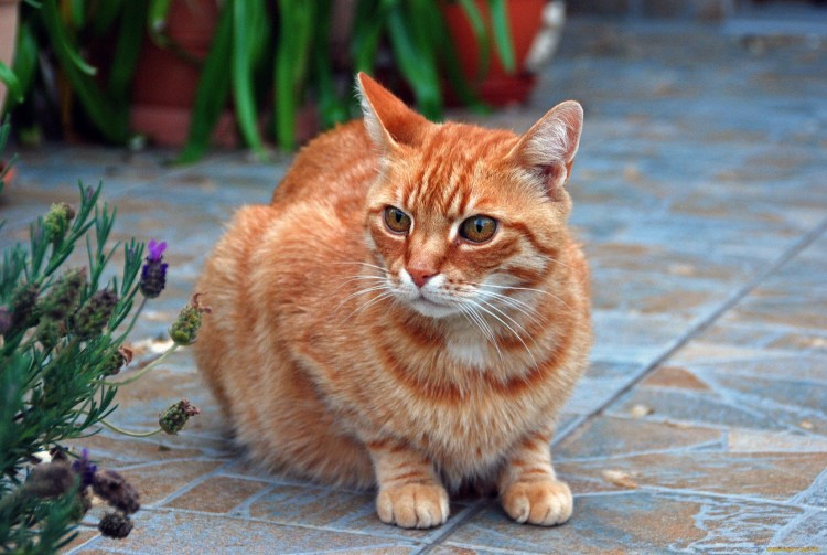 Американский бобтейл короткошёрстный