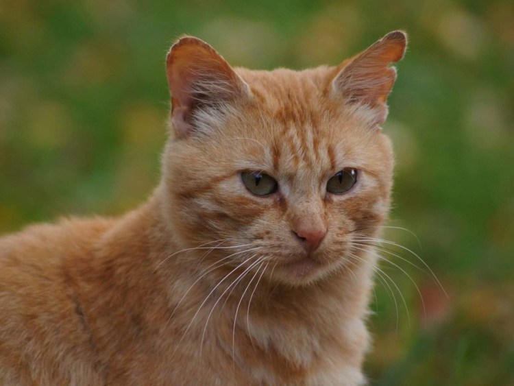 Европейский короткошерстный Крысолов рыжий