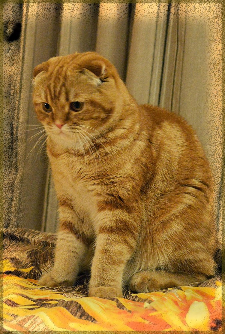 Скоттиш-фолд Шотландская вислоухая рыжая