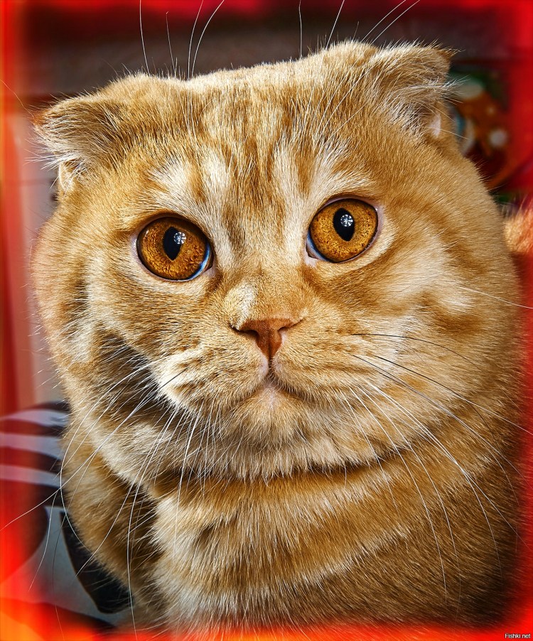 Рыжий вислоухий кот шотландец