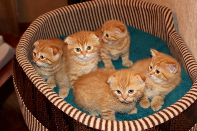 Скоттиш-фолд Шотландская вислоухая рыжая