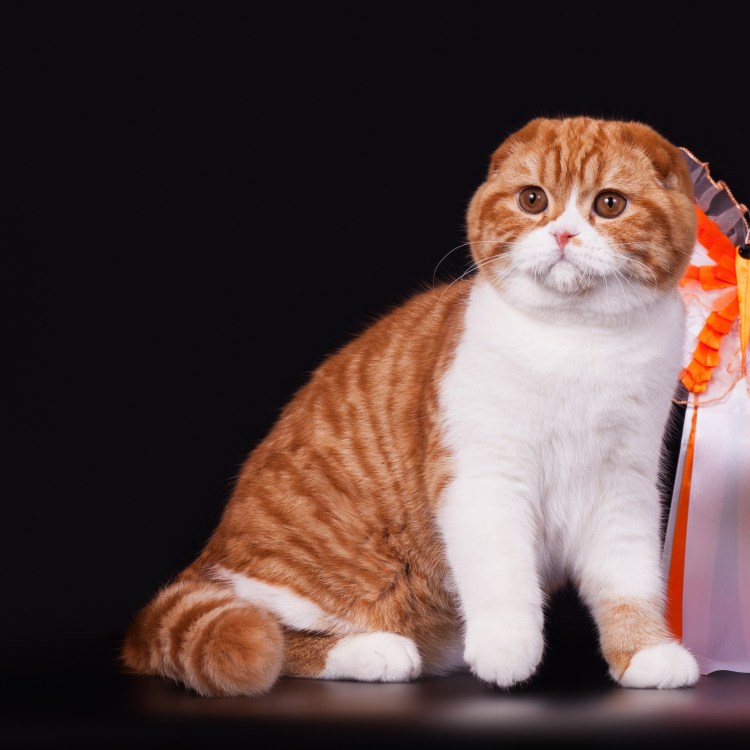 Британский вислоухий кот рыжий