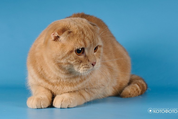 Скоттиш фолд рыжий