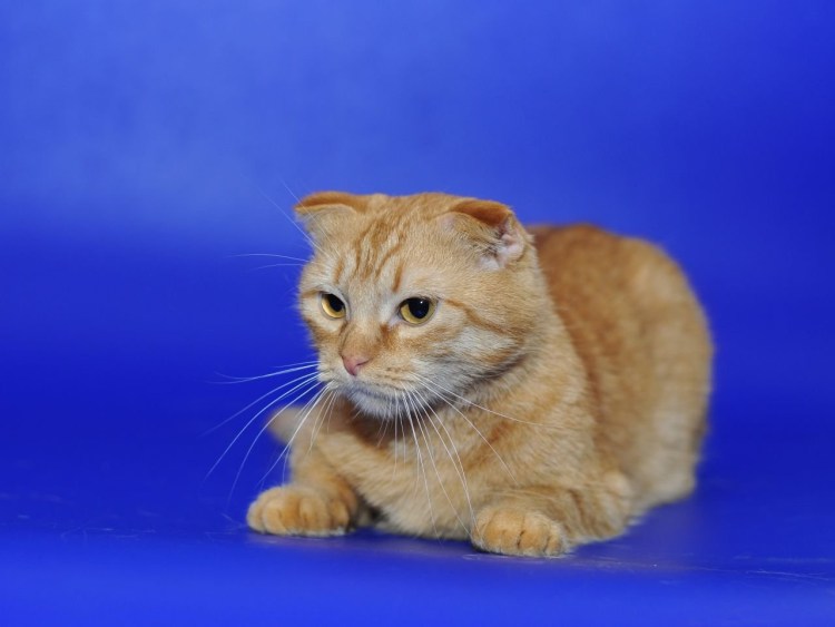 Скоттиш фолд рыжий