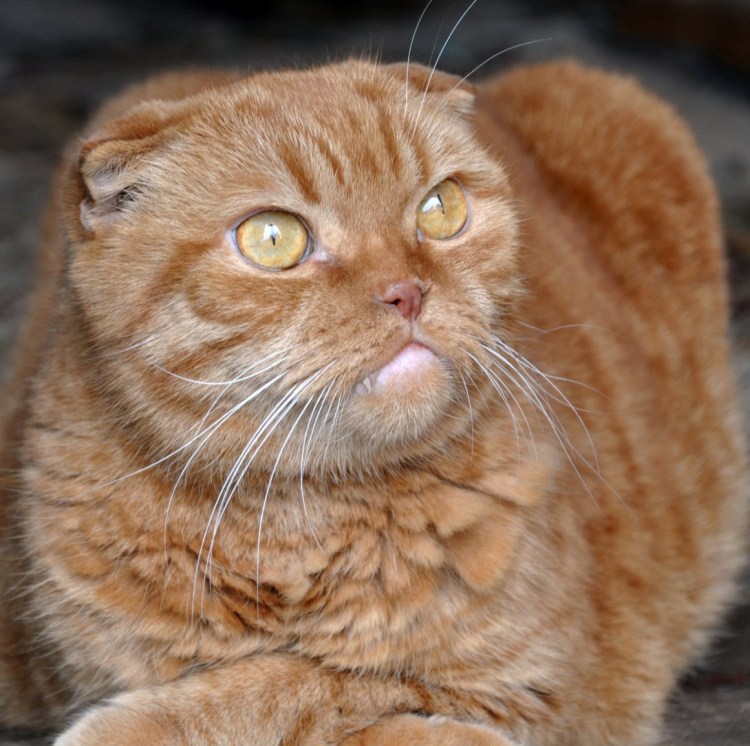 Скоттиш фолд рыжий