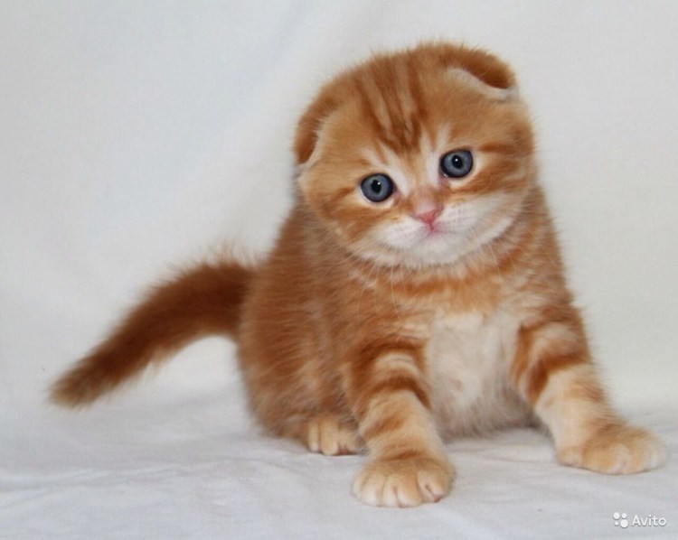 Шотландская вислоухая кошка рыжая