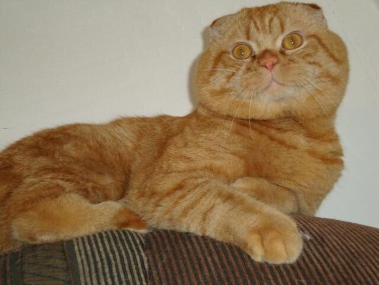 Шотландская хайленд фолд рыжий