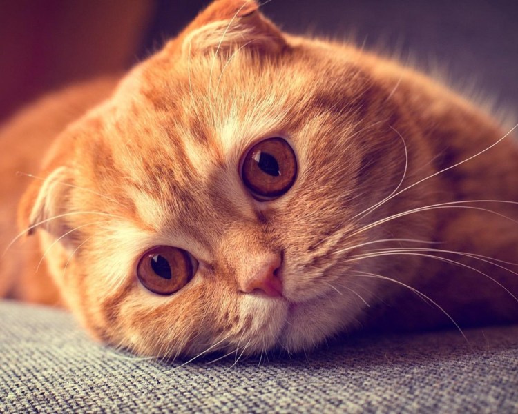 Рыжий шотландский вислоухий котенок