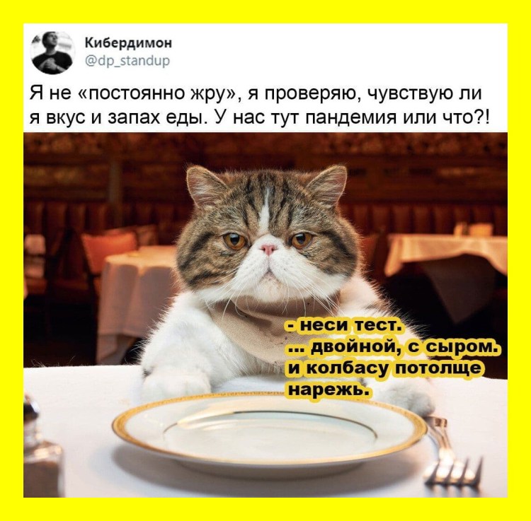 Кот в ресторане Мем