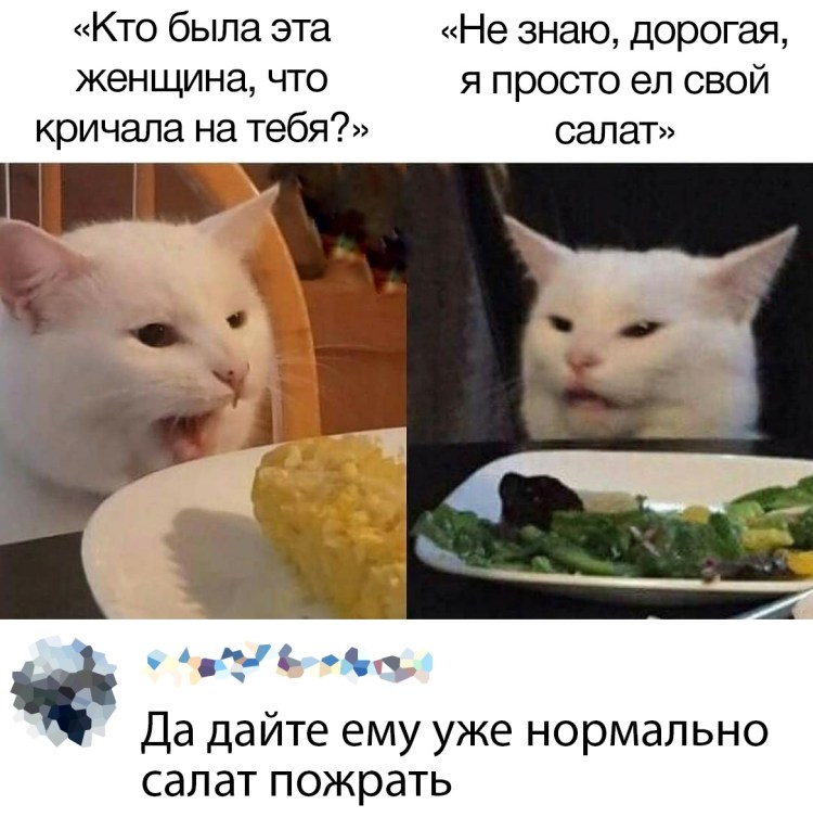 Кот с салатом Мем
