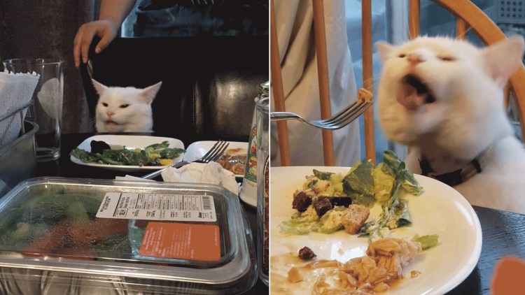 Кот за столом