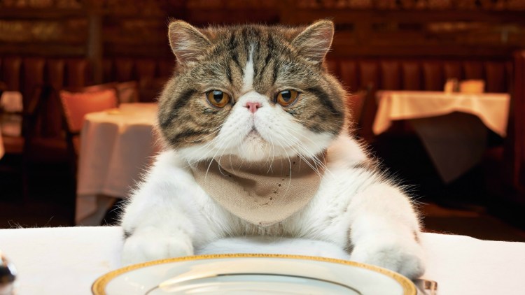 Голодный кот