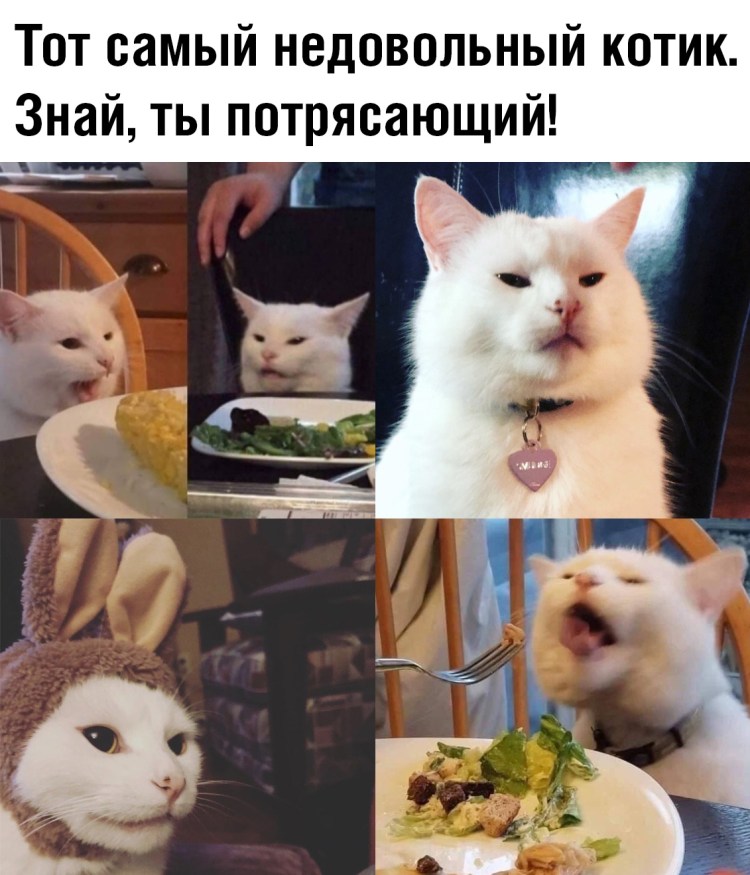 Котик с едой