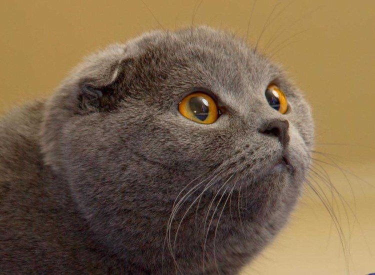 Шотландский кот скоттиш фолд