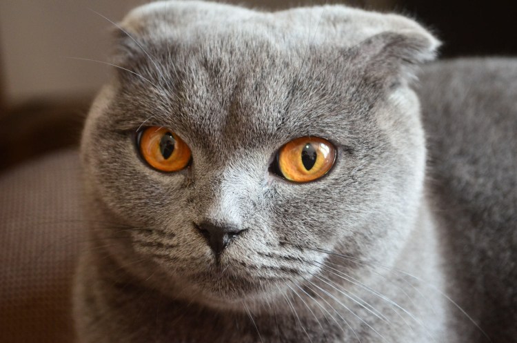 Кот скоттиш фолд
