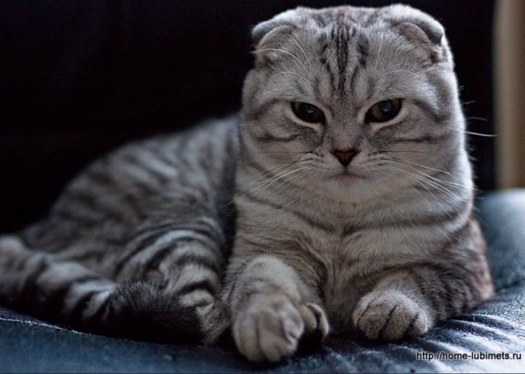 Шотландская вислоухая кошка