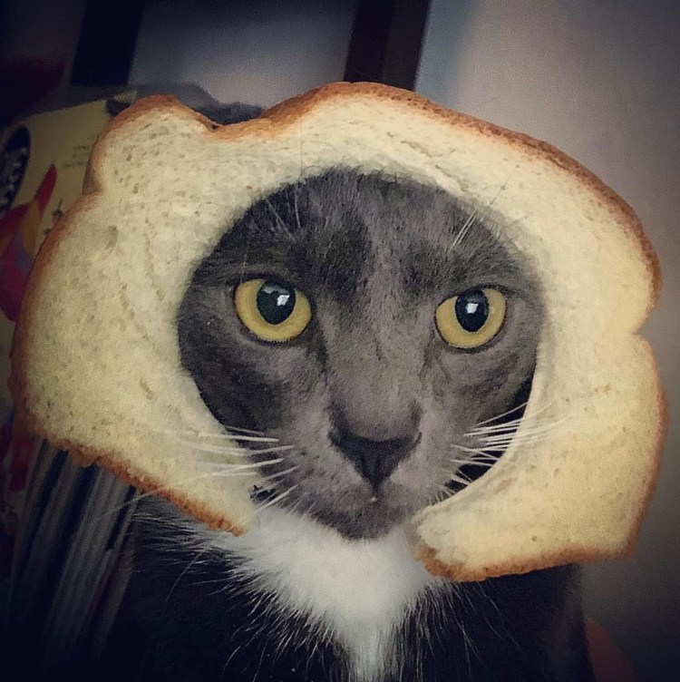 Котик в хлебушке