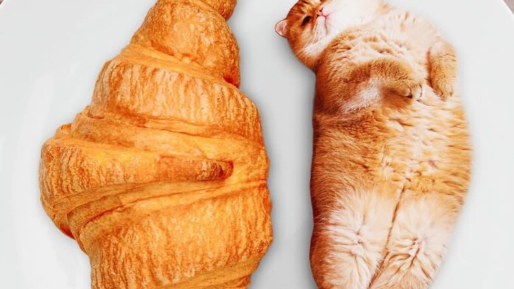 Печенье котики