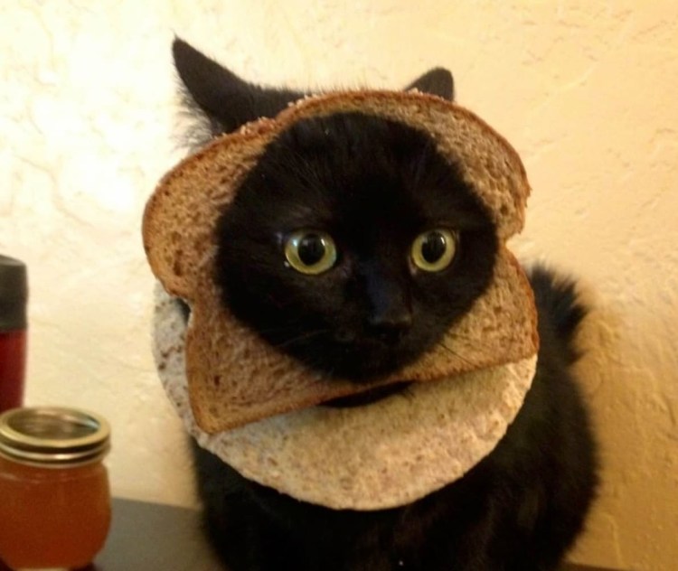 Коты в хлебе