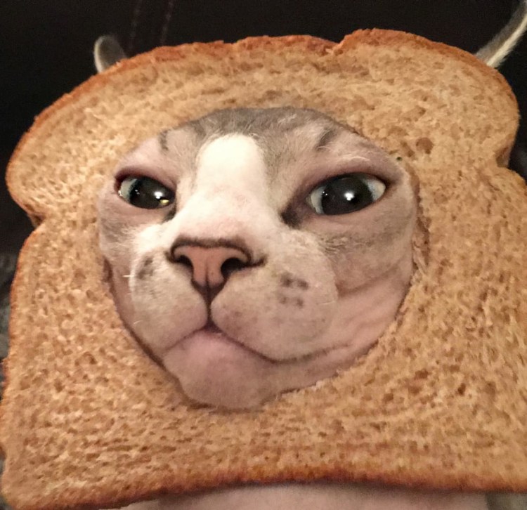 Кот с хлебом на голове