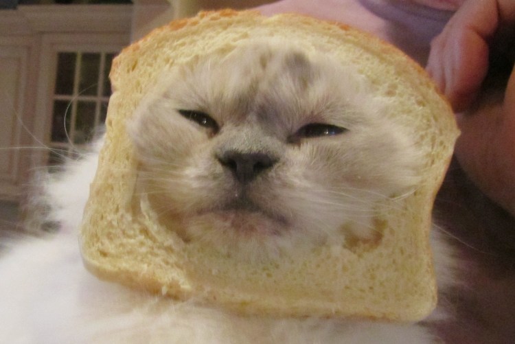 Кот Хлебушек