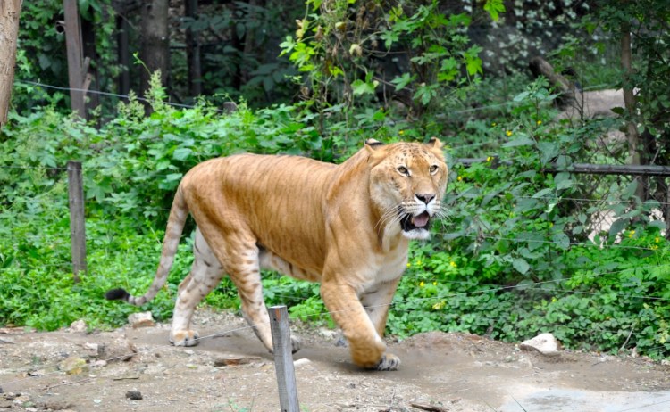 Лигр из Новосибирского зоопарка