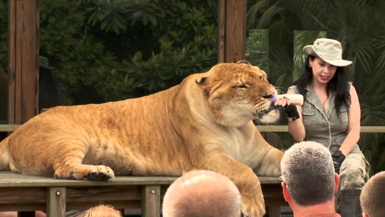 Тигролев Геркулес