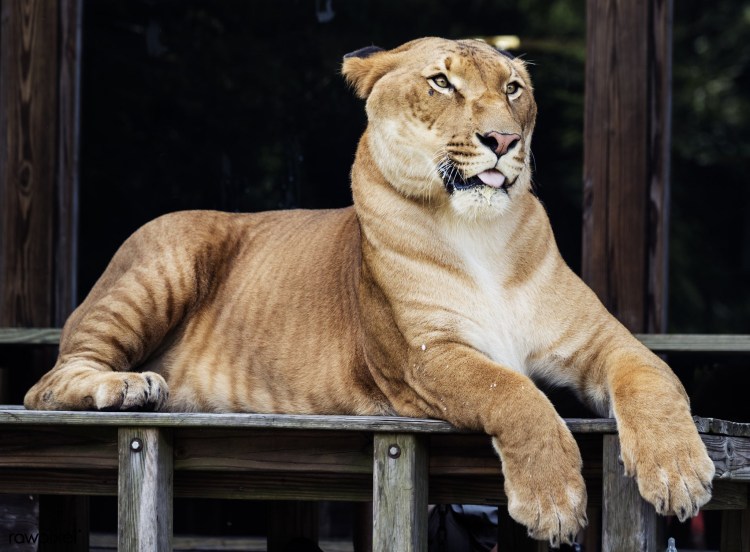 Лигр Геркулес