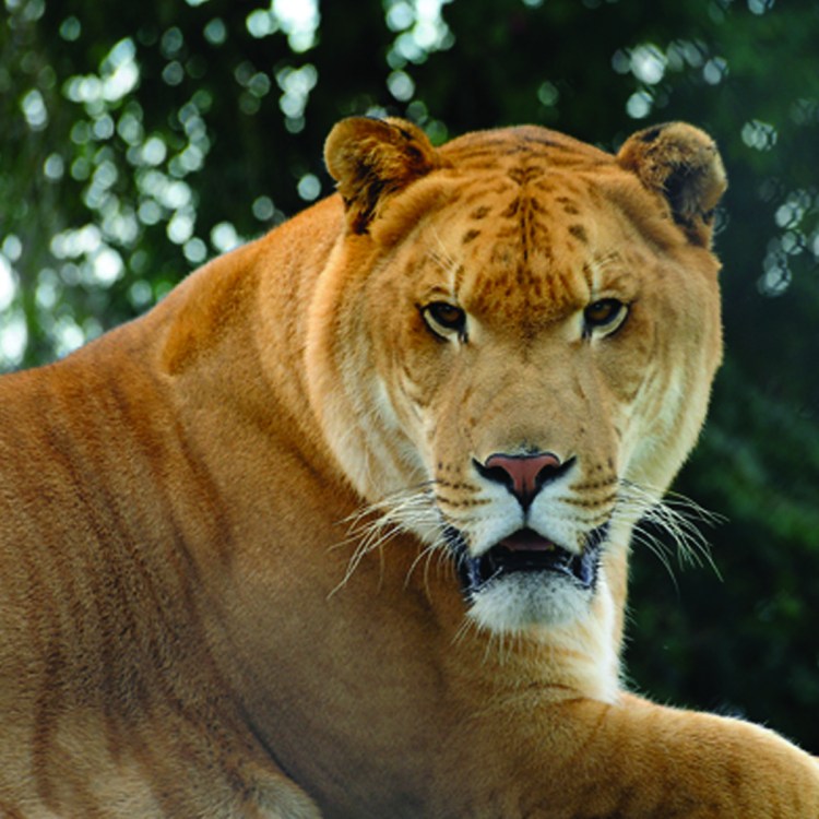 ТИГОН гибрид