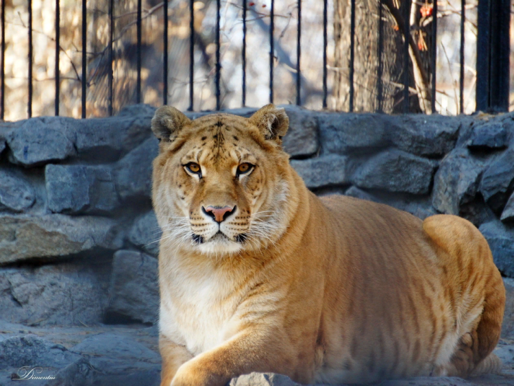 Марози пятнистый Лев