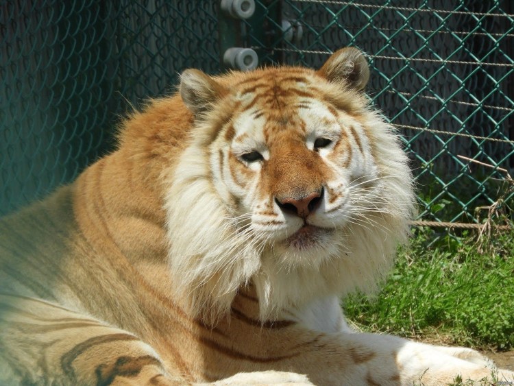 Тигролев и Лигр