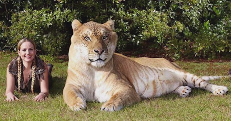 ТИГОН И Лигр Геркулес