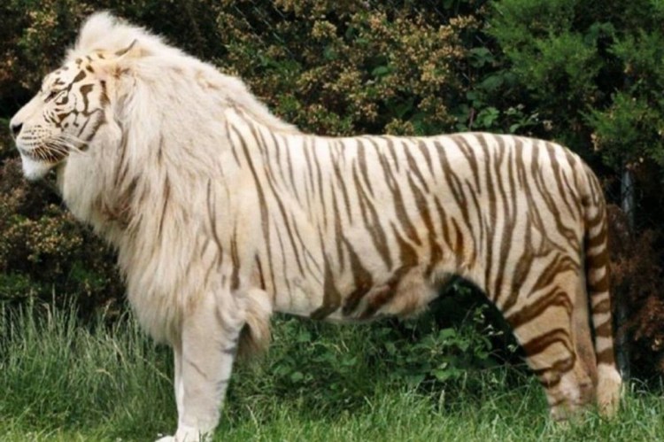 Лигр Геркулес против тигра