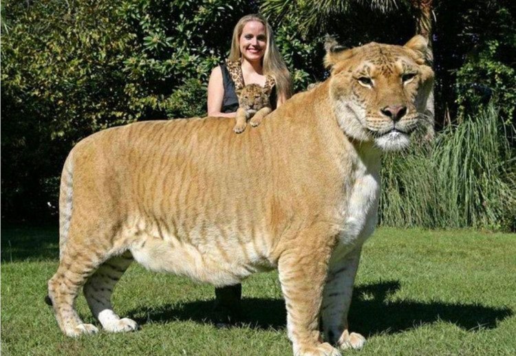 Лигр Геркулес самый большой кот в мире