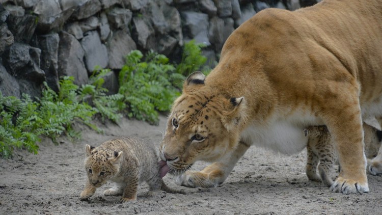 Лигр Геркулес самый большой тигр вес