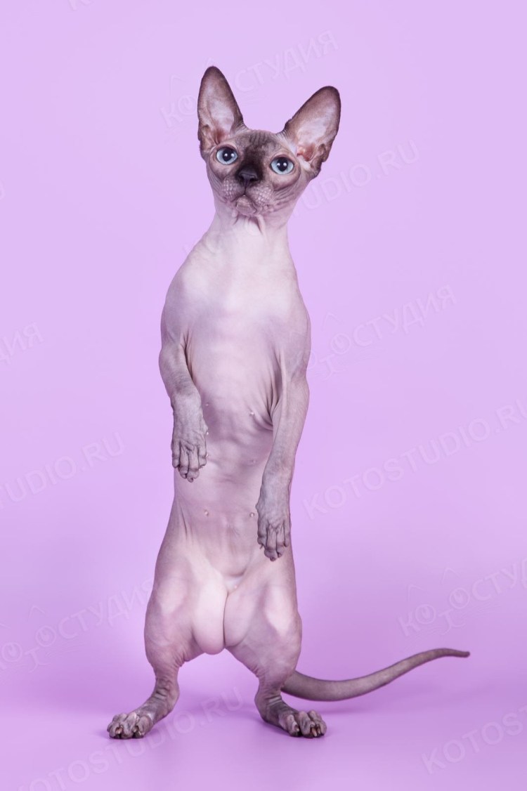 Корниш рекс белый