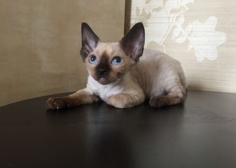 Красный Сиам Ориентал