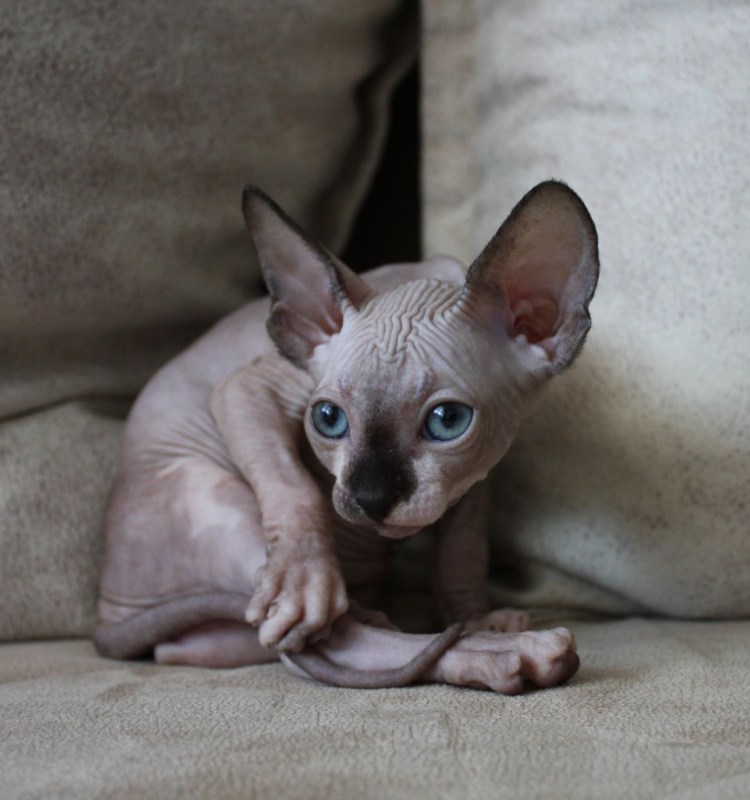 Сиамская кошка Ориентал