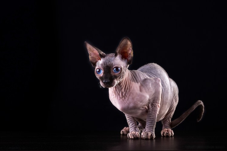 Самые злые породы кошек топ 10