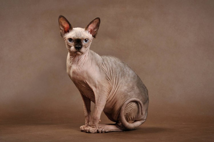 Смесь сфинкса и сиамской кошки